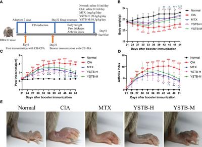 Yishen Tongbi decoction attenuates inflammation and bone destruction in rheumatoid arthritis by regulating JAK/STAT3/SOCS3 pathway